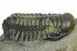 Detailed Crotalocephalina Trilobite - Atchana, Morocco #372404-2